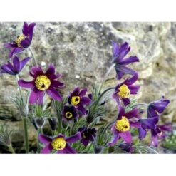 Opret Kobjælde Pulsatilla Vulgaris 10 Cm. Potte -Osmo Salgsbutik mi2072 pulsatilla vulgaris 88e0