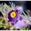 Opret Kobjælde Pulsatilla Vulgaris 10 Cm. Potte -Osmo Salgsbutik mi2072 pulsatilla vulgaris ad80