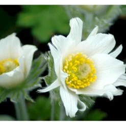 Opret Kobjælde Pulsatilla Vulgaris 'Alba' 10 Cm. Potte 9 Opret Kobjælde Pulsatilla Vulgaris 'Alba' 10 Cm. Potte -Osmo Salgsbutik mi2074 pulsatilla vulgaris alba 2 liter a966