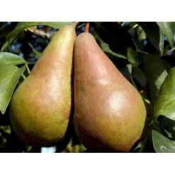 Pære 'Concorde' Pyrus Communis 'Concorde' Dværgtræ, 3-5 Grene, 6,7 Liter Potte, 80-100 Cm. 7 Pære 'Concorde' Pyrus Communis 'Concorde' Dværgtræ, 3-5 Grene, 6,7 Liter Potte, 80-100 Cm. -Osmo Salgsbutik mi2096 pyrus communis concorde f8ed