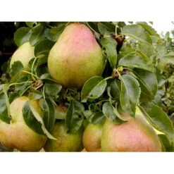 Pære 'Comice De Doyenne' Pyrus Communis 'Comice De Doyenne' 4-8 Grene. 120-160 Cm. Potte, (Kvæde A) -Osmo Salgsbutik mi2100 pyrus communis doyenne de comice 4514