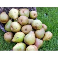 Pære 'Comice De Doyenne' Pyrus Communis 'Comice De Doyenne' 4-8 Grene. 120-160 Cm. Potte, (Kvæde A) -Osmo Salgsbutik mi2100 pyrus communis doyenne de comice 4808