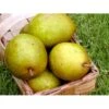 Pære 'Grev Moltke' Pyrus Communis 'Grev Moltke' 4-8 Grene. 120-160 Cm. Potte, (Kvæde A) -Osmo Salgsbutik mi2103 pyrus communis grev moltke 4837