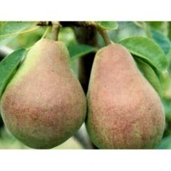 Pære 'Clapps Favorite' Pyrus Communis 'Clapps Favorite' 4-8 Grene. 120-160 Cm. Potte, (Kvæde A)