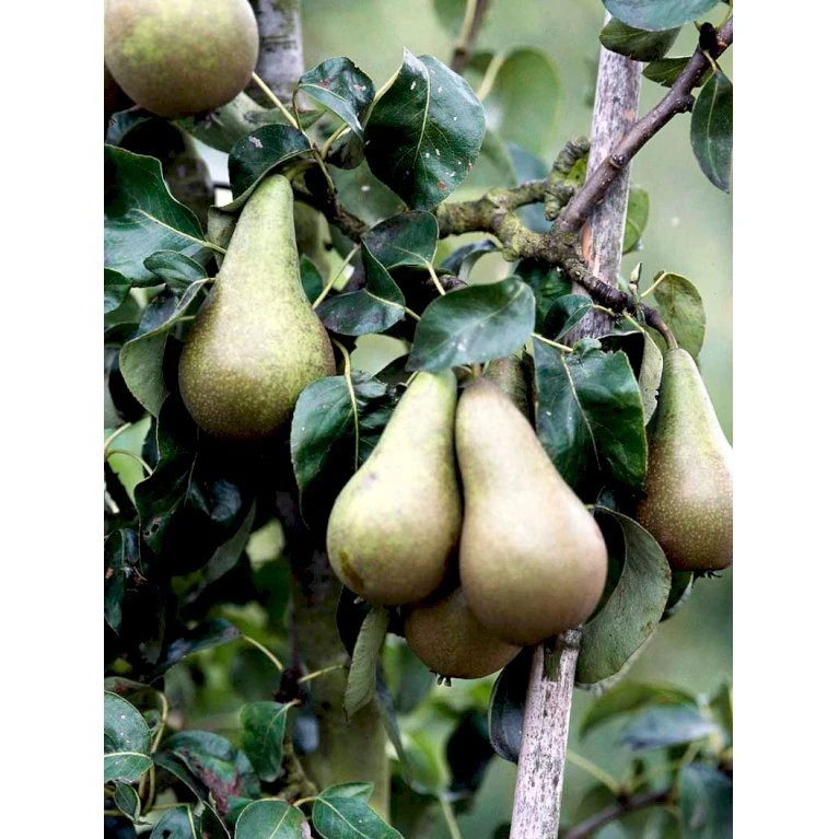 Pære 'Conference' Pyrus Communis 'Conference' Dværgtræ, 3-5 Grene, 6,7 Liter Potte, 80-100 Cm. 3 Pære 'Conference' Pyrus Communis 'Conference' Dværgtræ, 3-5 Grene, 6,7 Liter Potte, 80-100 Cm.