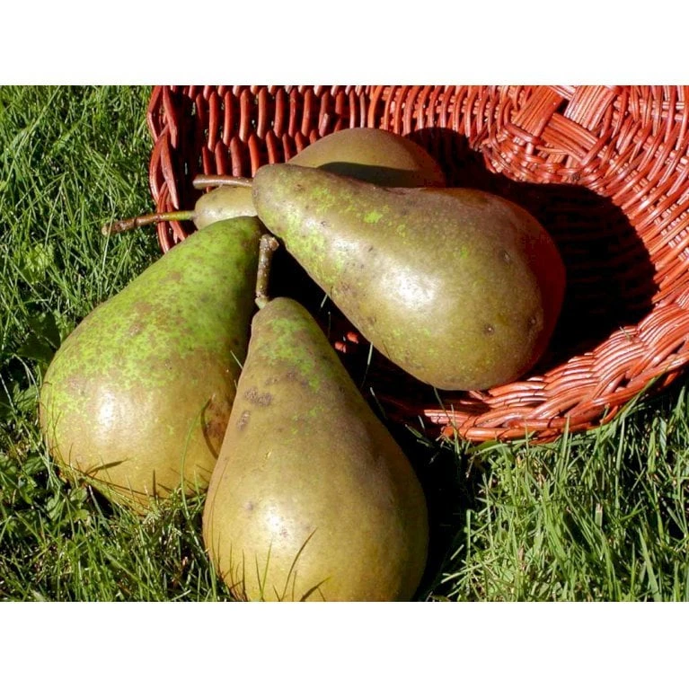 Pære 'Conference' Pyrus Communis 'Conference' Dværgtræ, 3-5 Grene, 6,7 Liter Potte, 80-100 Cm. 5 Pære 'Conference' Pyrus Communis 'Conference' Dværgtræ, 3-5 Grene, 6,7 Liter Potte, 80-100 Cm. - Billede 3