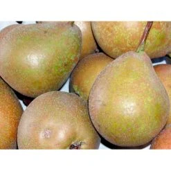 Pære 'Gråpære' Pyrus Communis 'Gråpære' Gennemgående Stamme, Med Kraftige Sidegrene, 30-35 Cm. Omkreds, Med Klump -Osmo Salgsbutik mi2109 pyrus communis graapaere b356