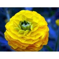 Guldknap Ranunculus Acris 'Multiplex' 1 Liter Potte -Osmo Salgsbutik mi2131 ranunculus acris multiplex 0035