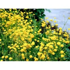 Guldknap Ranunculus Acris 'Multiplex' 1 Liter Potte -Osmo Salgsbutik mi2131 ranunculus acris multiplex 61e2