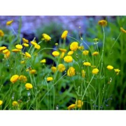 Guldknap Ranunculus Acris 'Multiplex' 1 Liter Potte -Osmo Salgsbutik mi2131 ranunculus acris multiplex a134