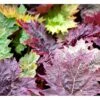 Prydrabarber Rheum Palmatum Var. Tanguticum 1 Liter Potte -Osmo Salgsbutik mi2138 rheum palmatum var tanguticum c0b5