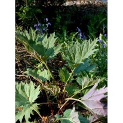 Prydrabarber Rheum Palmatum Var. Tanguticum 1 Liter Potte -Osmo Salgsbutik mi2138 rheum palmatum var tanguticum e625