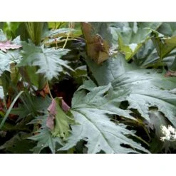 Prydrabarber Rheum Palmatum Var. Tanguticum 1 Liter Potte -Osmo Salgsbutik mi2138 rheum palmatum var tanguticum ed9f