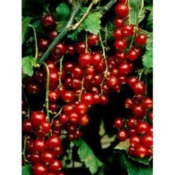 Ribs 'Stanza' Ribes Rubrum 'Stanza' 3,5 Liter Potte -Osmo Salgsbutik mi2151 ribes rubrum stanza 1c92