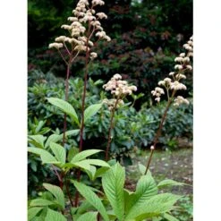 Kastanjebladet Bronzeblad Rodgersia Aesculifolia 1 Liter Potte -Osmo Salgsbutik mi2165 rodgersia aesculifolia 75b3