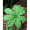 Kastanjebladet Bronzeblad Rodgersia Aesculifolia 1 Liter Potte -Osmo Salgsbutik mi2165 rodgersia aesculifolia f75f