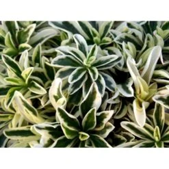 Kalkkarse 'Old Gold' Arabis Ferdinandi-coburgi 'Old Gold' 10 Cm. Potte -Osmo Salgsbutik mi219 arabis ferdinandi coburgi old gold 128d