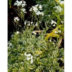 Kalkkarse 'Old Gold' Arabis Ferdinandi-coburgi 'Old Gold' 10 Cm. Potte -Osmo Salgsbutik mi219 arabis ferdinandi coburgi old gold a5cc