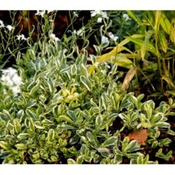 Kalkkarse 'Old Gold' Arabis Ferdinandi-coburgi 'Old Gold' 10 Cm. Potte -Osmo Salgsbutik mi219 arabis ferdinandi coburgi old gold ecdc