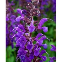 Staude-Salvie Salvia Nemorosa 'Mainacht' 1 Liter Potte -Osmo Salgsbutik mi2296 salvia nemorosa mainacht 60a7
