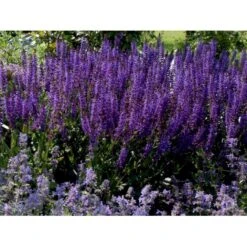 Staude-Salvie Salvia Nemorosa 'Mainacht' 1 Liter Potte -Osmo Salgsbutik mi2296 salvia nemorosa mainacht 9bc0