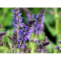 Staude-Salvie Salvia Nemorosa 'Mainacht' 1 Liter Potte -Osmo Salgsbutik mi2296 salvia nemorosa mainacht c92d