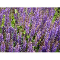Staude-Salvie Salvia Nemorosa 'Mainacht' 1 Liter Potte -Osmo Salgsbutik mi2296 salvia nemorosa mainacht cc33