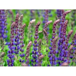 Staude-Salvie Salvia Nemorosa 'Ostfriesland' 3,0 Liter Potte -Osmo Salgsbutik mi2297 salvia nemorosa ostfriesland 0f74