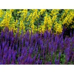 Staude-Salvie Salvia Nemorosa 'Ostfriesland' 3,0 Liter Potte -Osmo Salgsbutik mi2297 salvia nemorosa ostfriesland 6c42