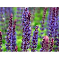 Staude-Salvie Salvia Nemorosa 'Ostfriesland' 3,0 Liter Potte -Osmo Salgsbutik mi2297 salvia nemorosa ostfriesland 70b6