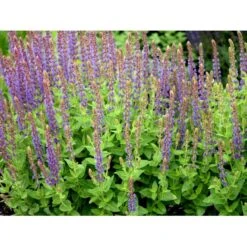 Staude-Salvie Salvia Nemorosa 'Ostfriesland' 3,0 Liter Potte -Osmo Salgsbutik mi2297 salvia nemorosa ostfriesland bbd7