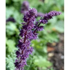 Kranssalvie Salvia Verticillata 'Purple Rain' 1 Liter Potte -Osmo Salgsbutik mi2298 salvia verticillata purple rain 0a7e