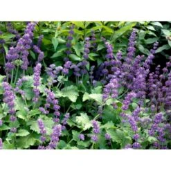 Kranssalvie Salvia Verticillata 'Purple Rain' 1 Liter Potte -Osmo Salgsbutik mi2298 salvia verticillata purple rain 1d26