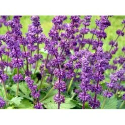 Kranssalvie Salvia Verticillata 'Purple Rain' 1 Liter Potte -Osmo Salgsbutik mi2298 salvia verticillata purple rain 4735