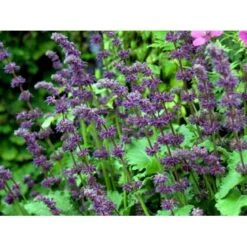 Kranssalvie Salvia Verticillata 'Purple Rain' 1 Liter Potte -Osmo Salgsbutik mi2298 salvia verticillata purple rain 88c3