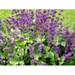 Kranssalvie Salvia Verticillata 'Purple Rain' 1 Liter Potte -Osmo Salgsbutik mi2298 salvia verticillata purple rain 9c23