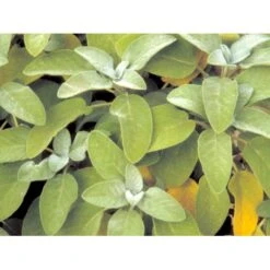 Osmo Lægesalvie Salvia Officinalis L. Pose Med Frø Eller Løg, 5 -Osmo Salgsbutik mi2299 salvia officinalis 8cde