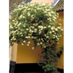 Almindelig Hyld Sambucus Nigra Potte 7,5 Liter 100-125 Cm. -Osmo Salgsbutik mi2308 sambucus nigra 1703