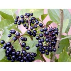 Storfrugtet Hyldebær 'Korsør' Sambucus Nigra 'Korsør' 5 Liter Potte -Osmo Salgsbutik mi2325 sambucus nigra korsor 6531