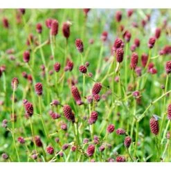 Kvæsurt 'Tanna' Sanguisorba Officinalis 'Tanna' 1 Liter Potte -Osmo Salgsbutik mi2334 sanguisorba officinalis tanna d700