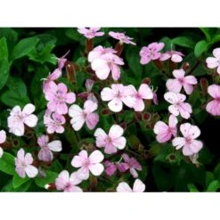 Lav Sæbeurt Saponaria Ocymoides 10 Cm. Potte 11 Lav Sæbeurt Saponaria Ocymoides 10 Cm. Potte -Osmo Salgsbutik mi2335 saponaria ocymoides 1441