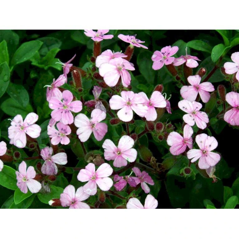 Lav Sæbeurt Saponaria Ocymoides 10 Cm. Potte 6 Lav Sæbeurt Saponaria Ocymoides 10 Cm. Potte - Billede 4