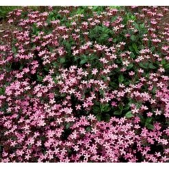 Lav Sæbeurt Saponaria Ocymoides 10 Cm. Potte 13 Lav Sæbeurt Saponaria Ocymoides 10 Cm. Potte -Osmo Salgsbutik mi2335 saponaria ocymoides 3ece