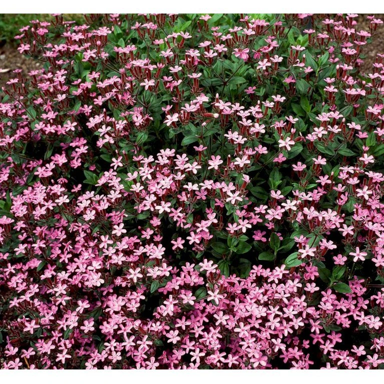 Lav Sæbeurt Saponaria Ocymoides 10 Cm. Potte 8 Lav Sæbeurt Saponaria Ocymoides 10 Cm. Potte - Billede 6