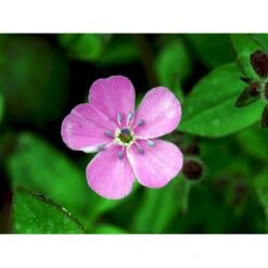 Lav Sæbeurt Saponaria Ocymoides 10 Cm. Potte 10 Lav Sæbeurt Saponaria Ocymoides 10 Cm. Potte -Osmo Salgsbutik mi2335 saponaria ocymoides 5f79