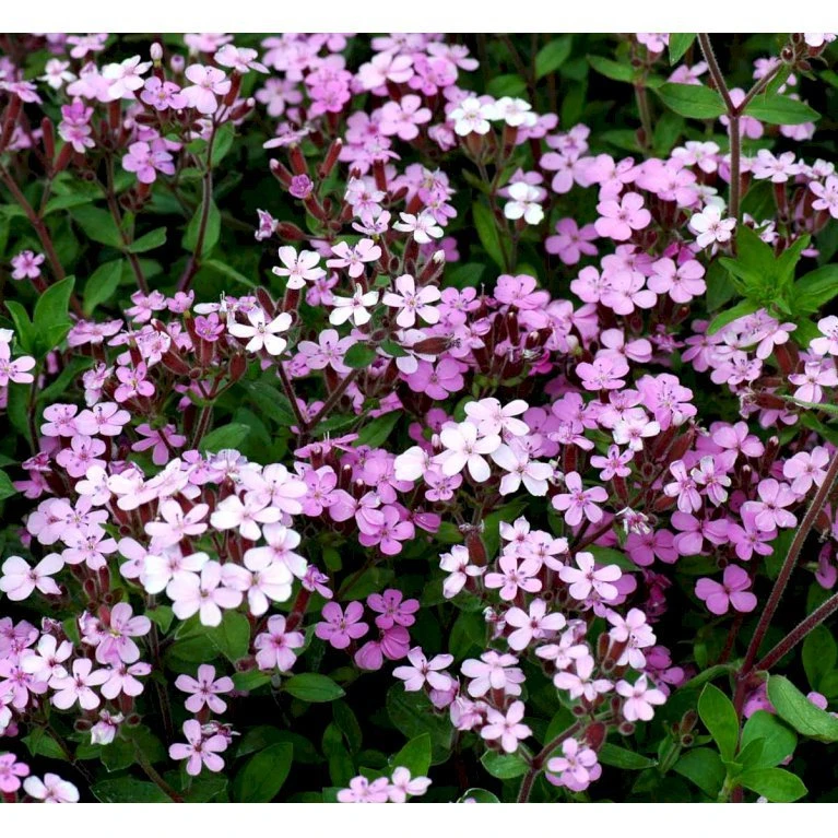 Lav Sæbeurt Saponaria Ocymoides 10 Cm. Potte 3 Lav Sæbeurt Saponaria Ocymoides 10 Cm. Potte