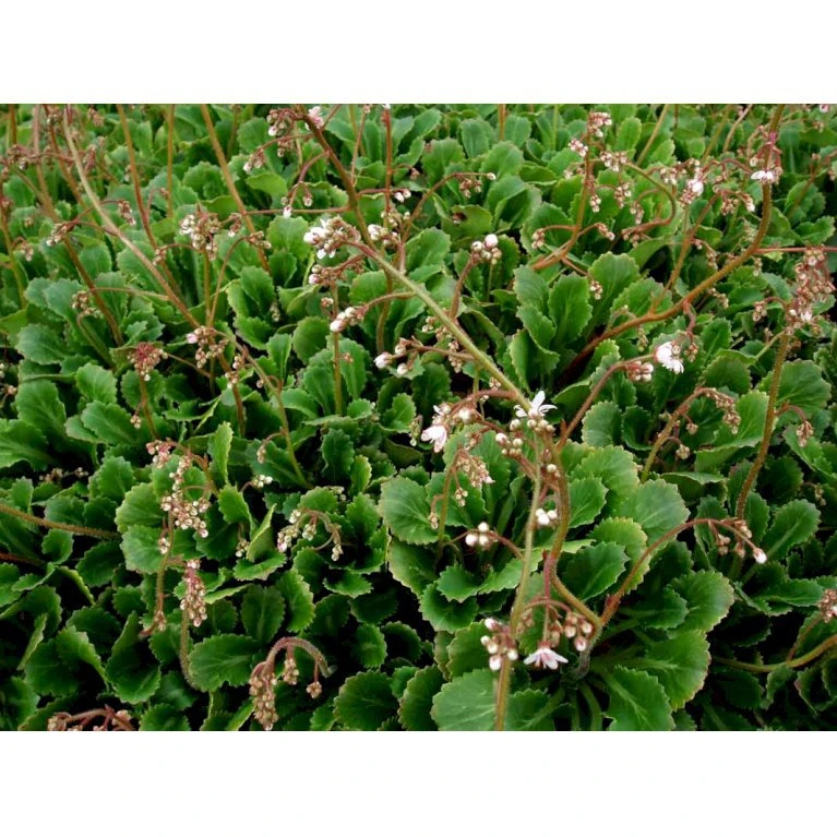 Porcelænsblomst Saxifraga Urbium Potte 2 Liter. 5 Porcelænsblomst Saxifraga Urbium Potte 2 Liter. - Billede 3