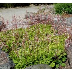 Porcelænsblomst 'Elliott's Variety' Saxifraga Urbium 'Elliott's Variety' 10 Cm. Potte -Osmo Salgsbutik mi2356 saxifraga urbium elliott s variety 6c99