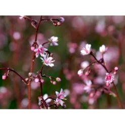 Porcelænsblomst 'Elliott's Variety' Saxifraga Urbium 'Elliott's Variety' 10 Cm. Potte -Osmo Salgsbutik mi2356 saxifraga urbium elliott s variety 843d