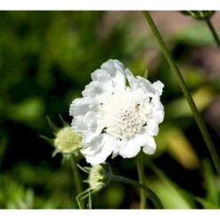 Scabiose 'Perfecta Alba' Scabiosa Caucasica 'Perfecta Alba' 1 Liter Potte -Osmo Salgsbutik mi2361 scabiosa caucasica perfecta alba 941f